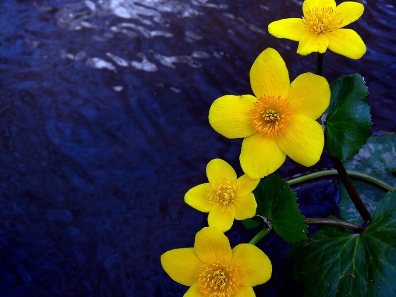 Yellow Water Lilies — Serene
