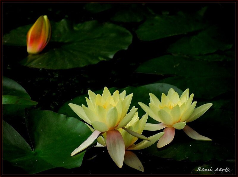 Yellow Water Lilies