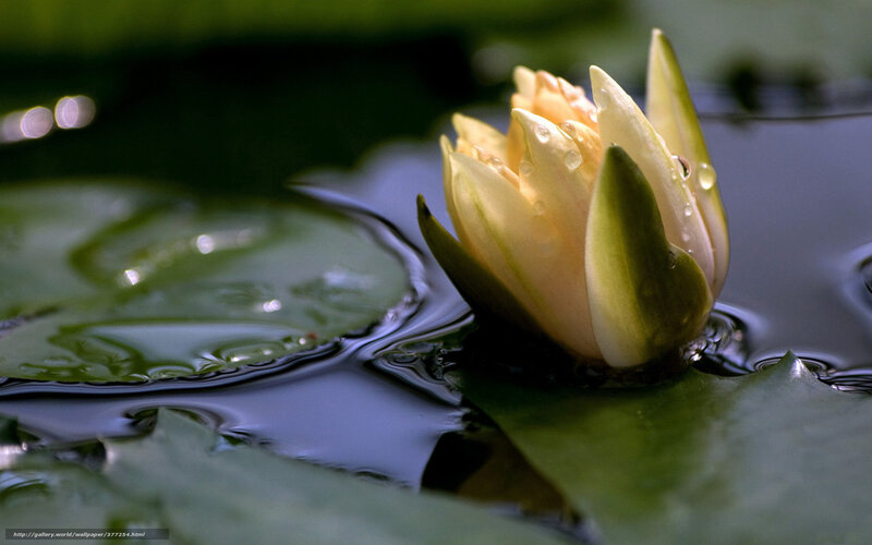 Yellow Water Lily Bud