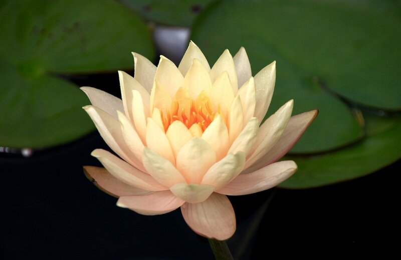 yellow water lily flower