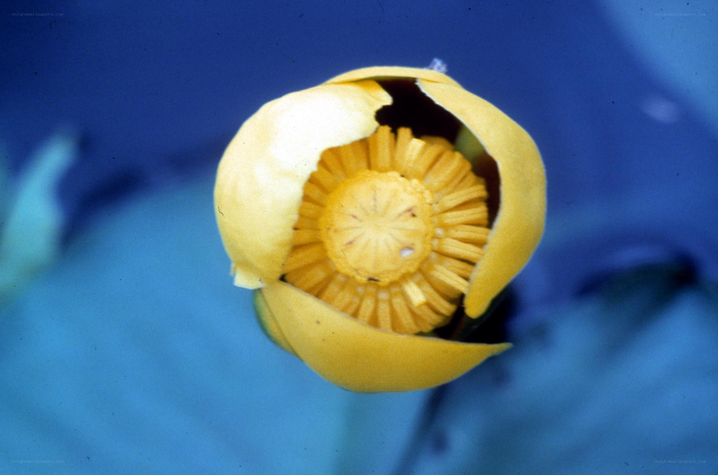 Yellow water lily flower