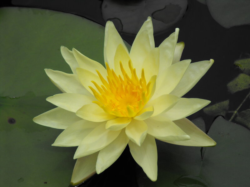 yellow water lily flower