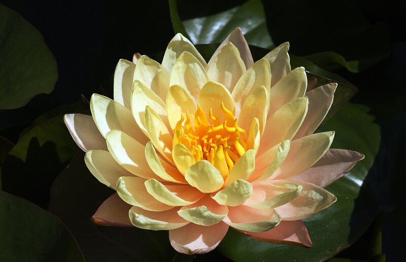 Yellow Water Lily Flower — Dramatic, Afternoon
