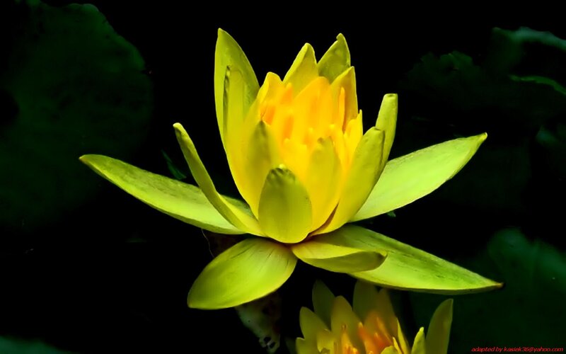 Yellow Water Lily Flower — Dramatic, Photograph
