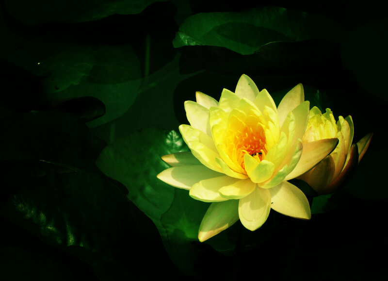 Yellow Water Lily Flower — Dramatic