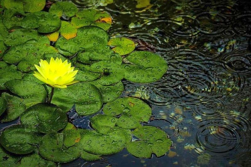 Yellow Water Lily Flower — Green, Calm