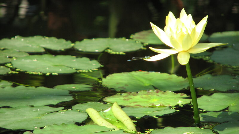 Yellow Water Lily Flower — Green, Serene, Afternoon, Photograph