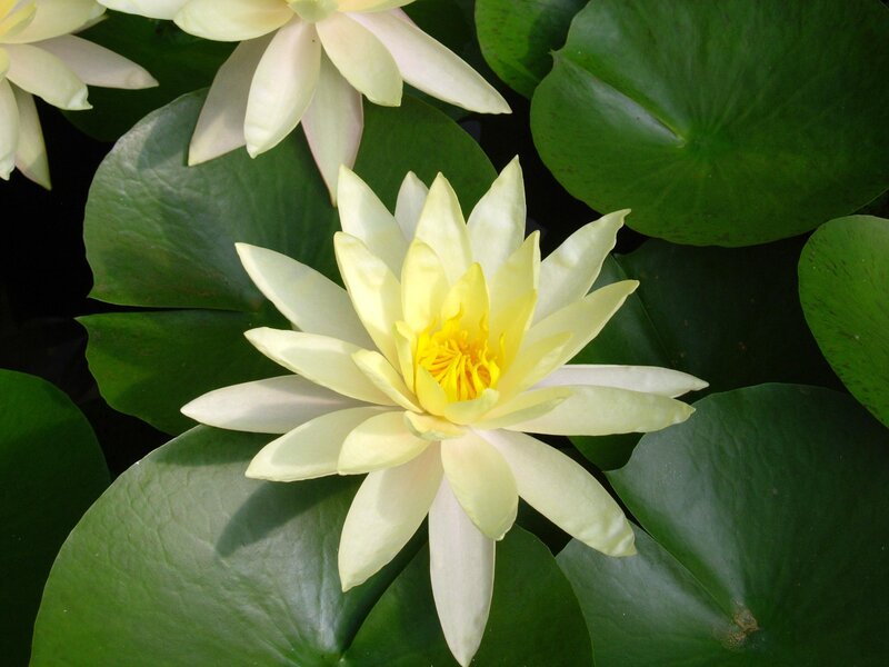 Yellow Water Lily Flower — Green, Serene