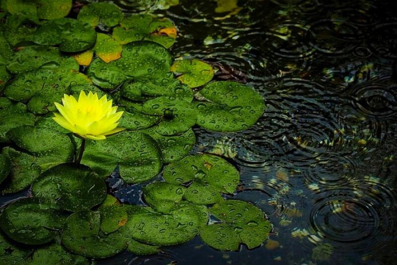 Yellow Water Lily Flower — Green