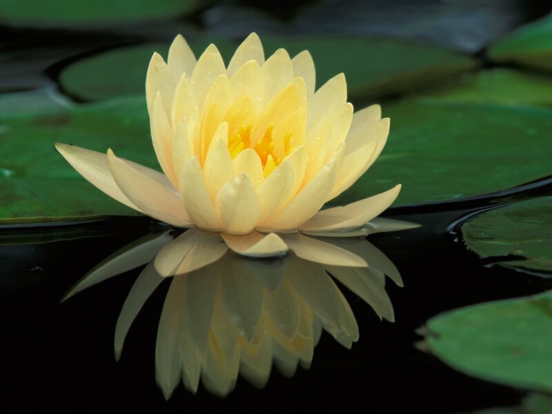Yellow Water Lily Flower — Photograph