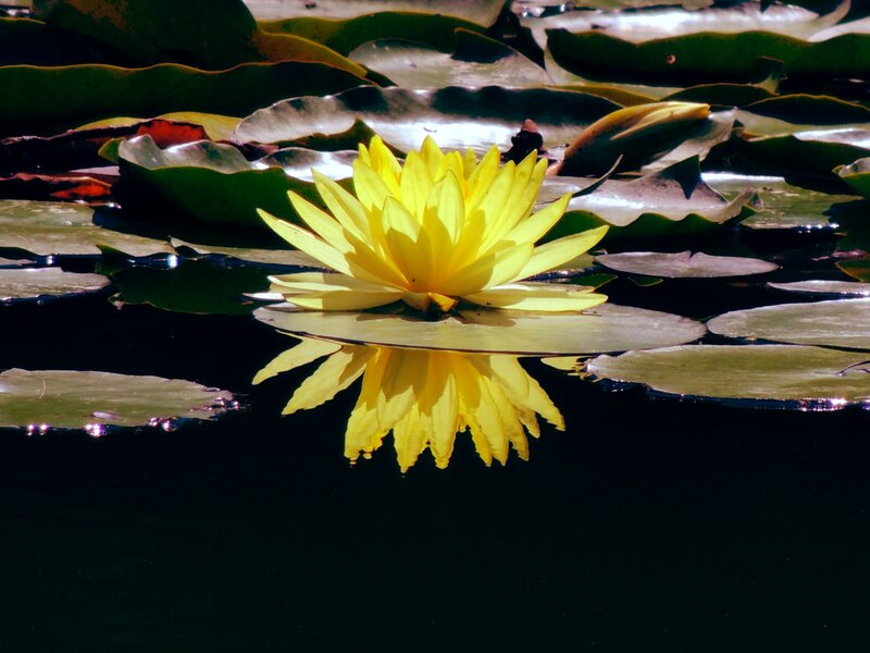 Yellow Water Lily Flower — Serene, Afternoon, Photograph, Lily Pad, Reflection