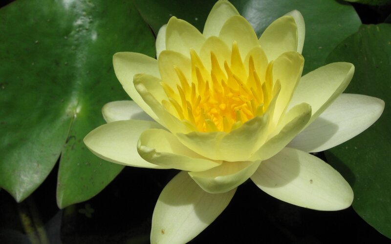 Yellow Water Lily Flower — Serene, Afternoon, Photograph, Lily Pad
