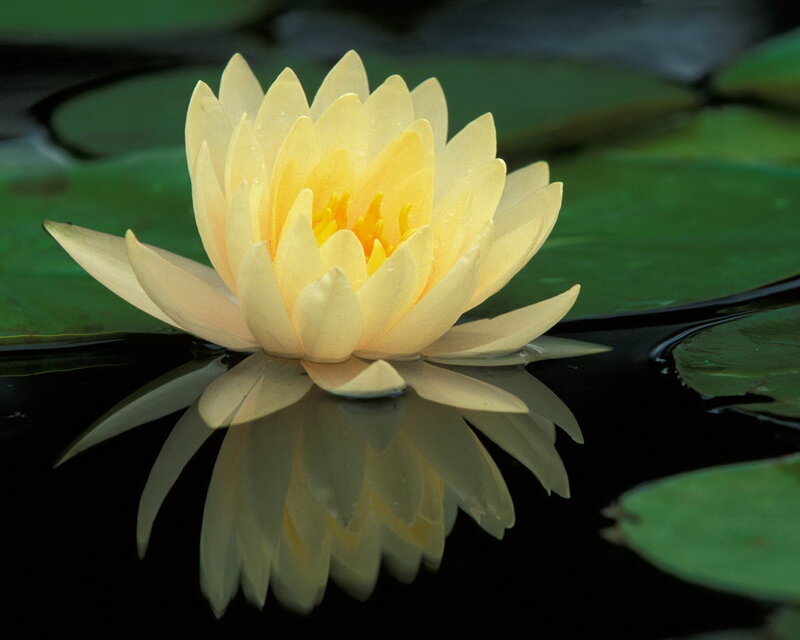 Yellow Water Lily Flower — Serene, Afternoon, Photograph