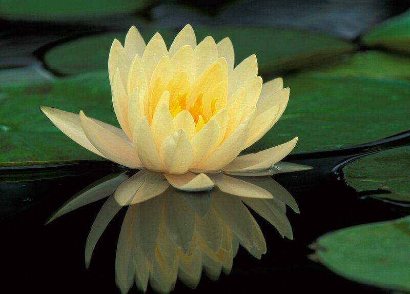 Yellow Water Lily Flower — Serene, Afternoon