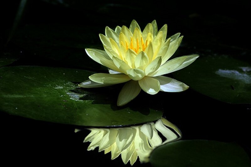Yellow Water Lily Flower — Serene, Night