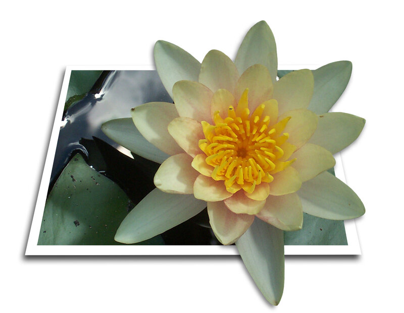Yellow Water Lily Flower — Serene, Photograph, Lily Pad, Green, White