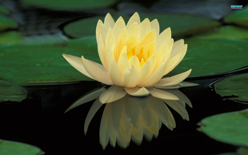 Yellow Water Lily Flower — Serene, Photograph, Lily Pad