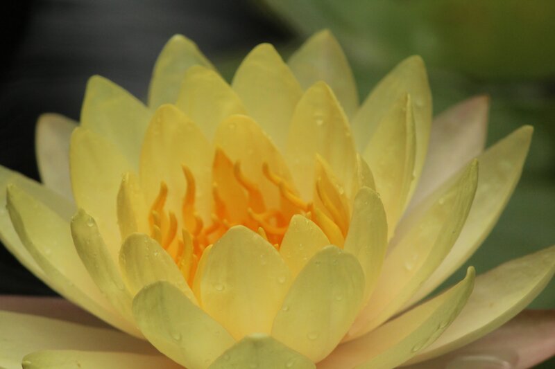 Yellow Water Lily Flower — Serene, Photograph, Petals, Stamen, Water Droplets