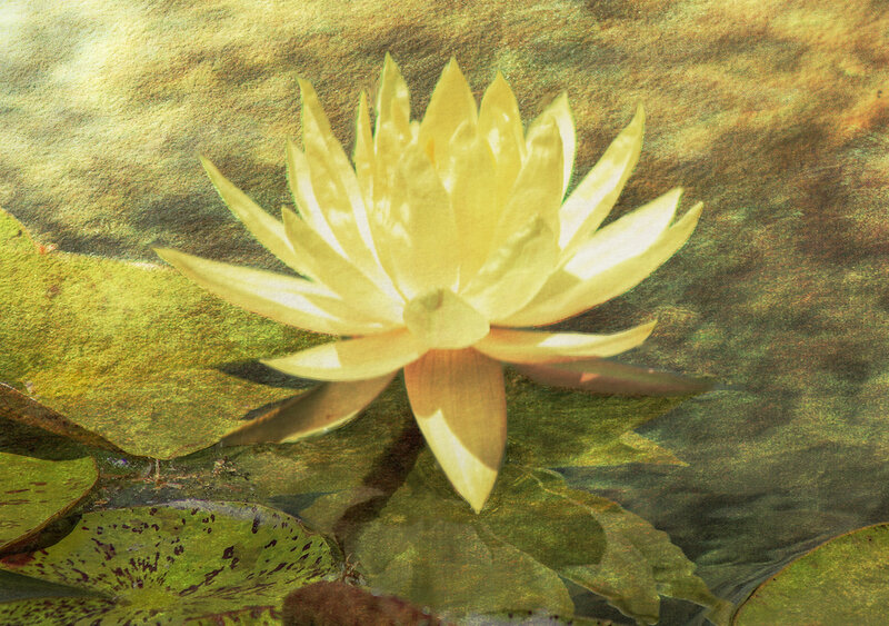 Yellow Water Lily Flower — Serene, Photograph
