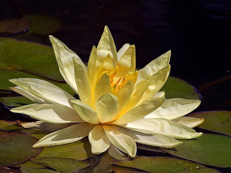 Yellow Water Lily Flower — Serene