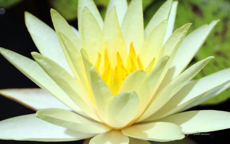 Yellow Water Lily Flower — White