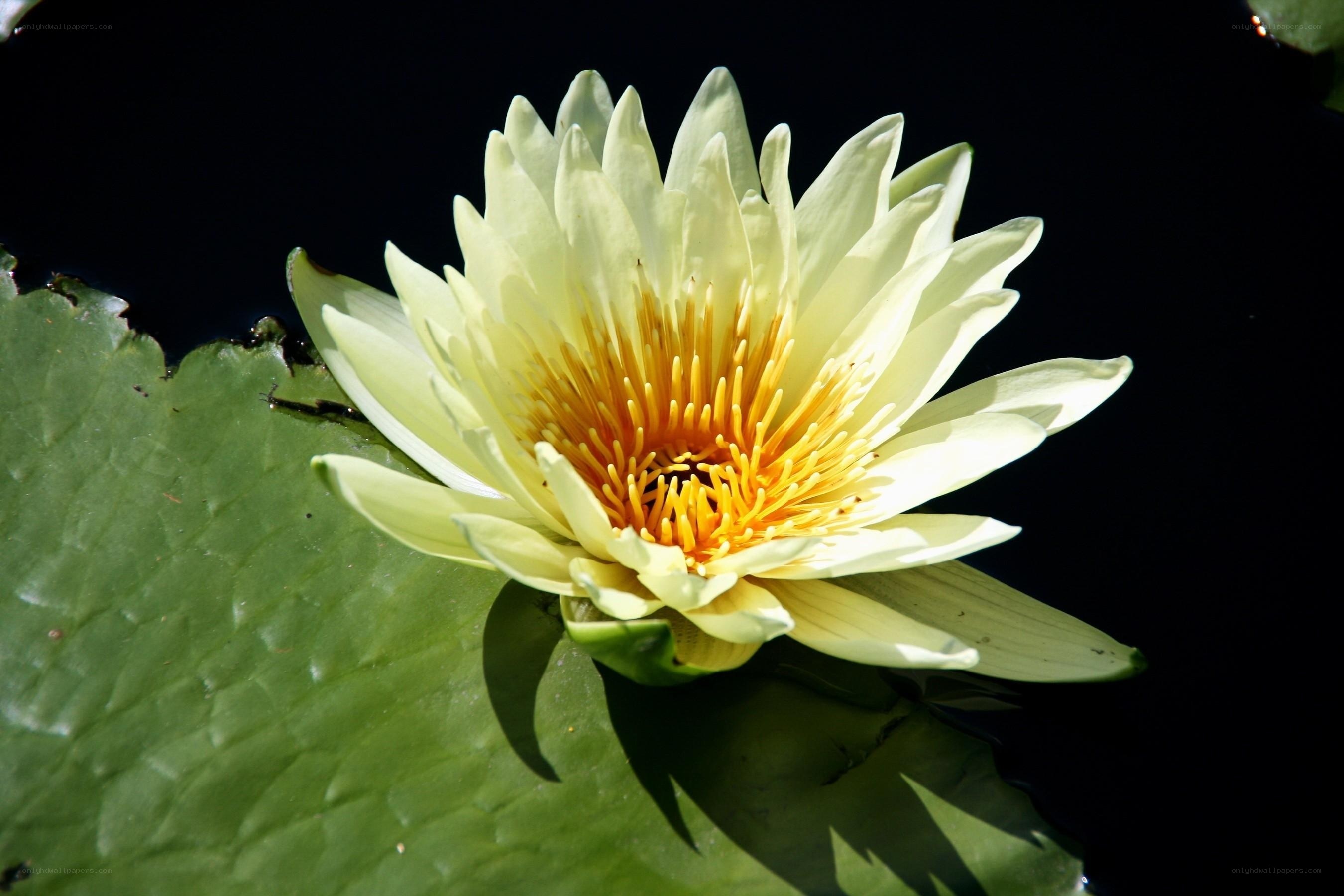 yellow water lily flower