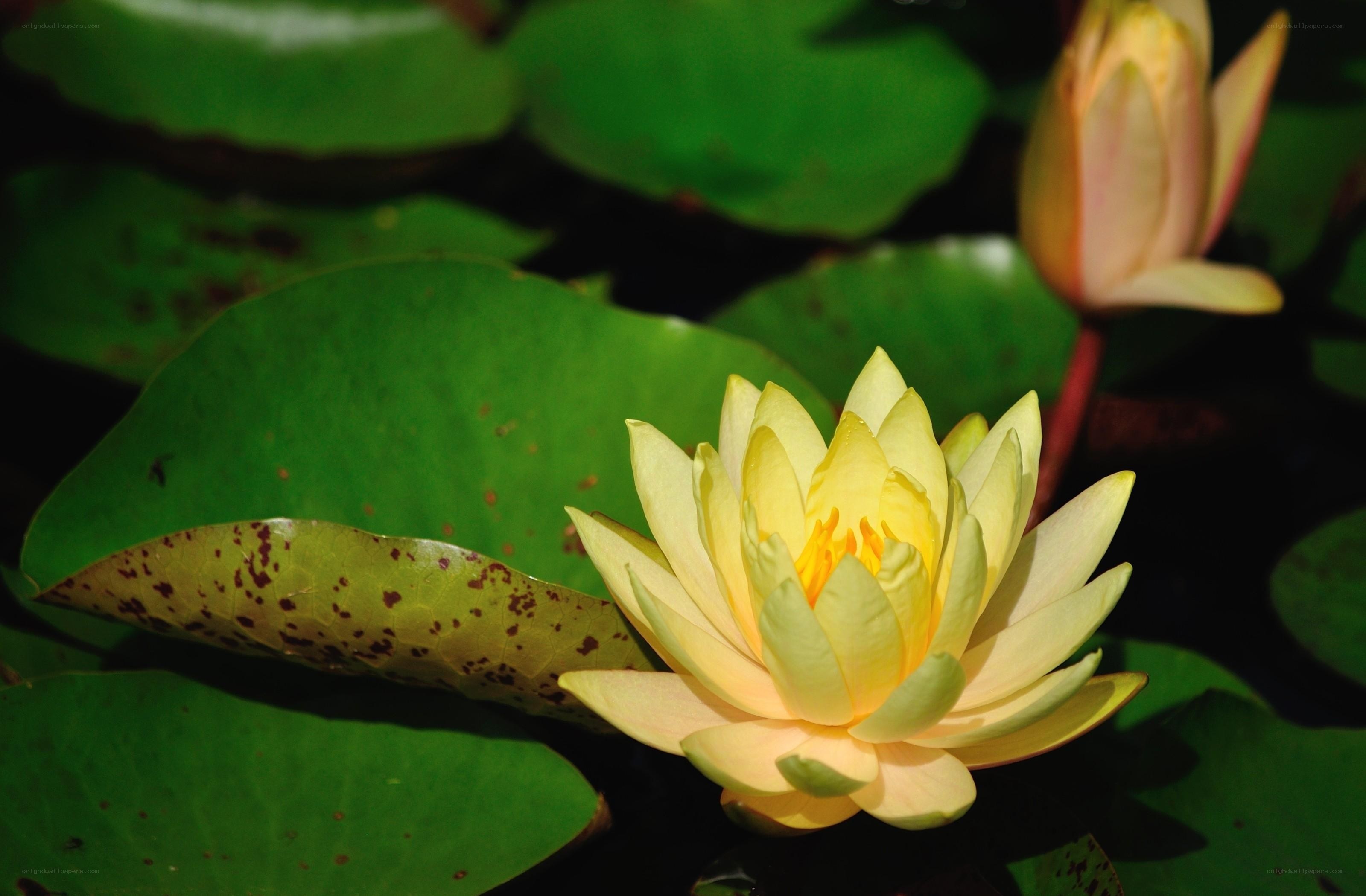 Yellow water lily in bloom