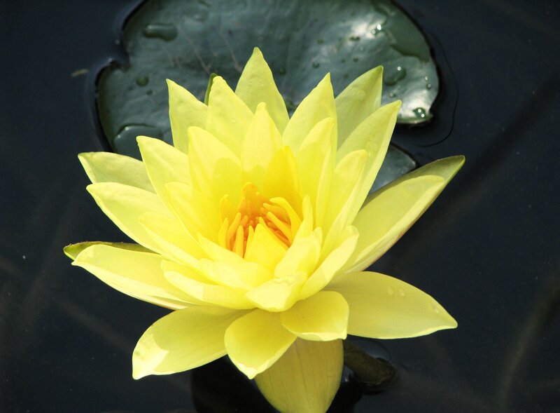Yellow water lily in pond