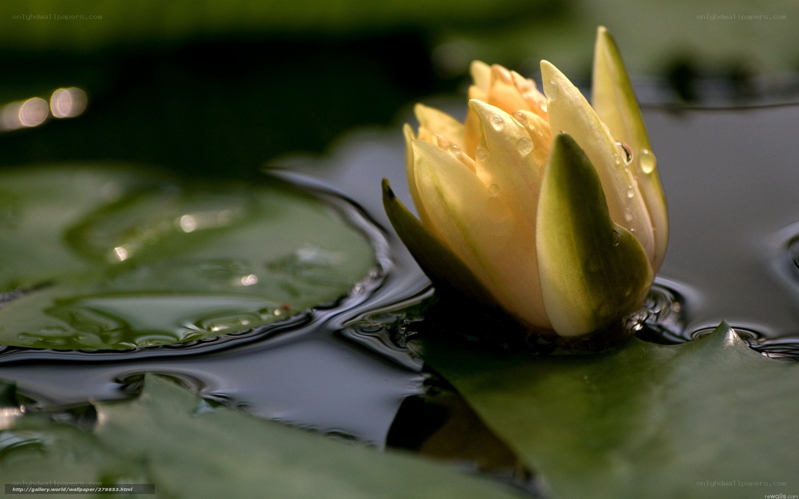 Yellow water lily in pond
