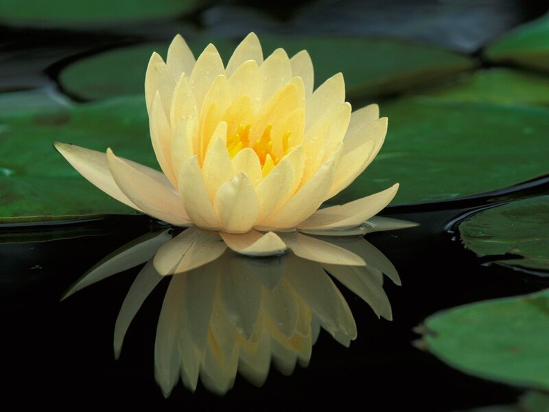 Yellow water lily in pond