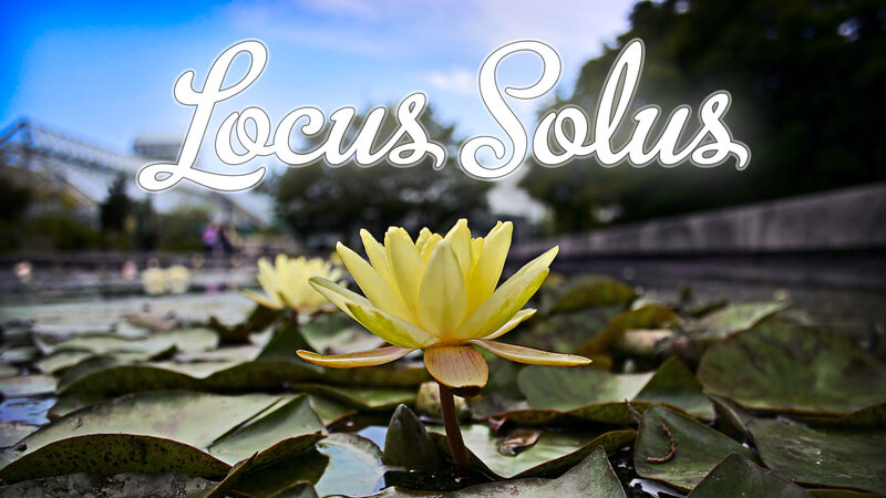 Yellow water lily in pond