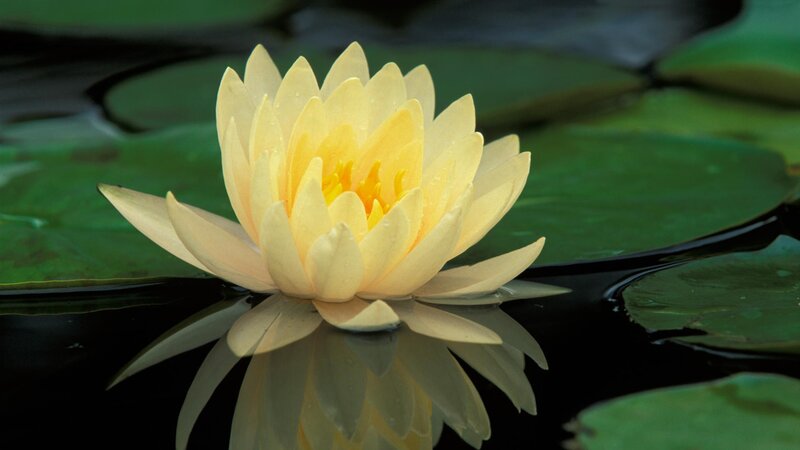 Yellow water lily in pond