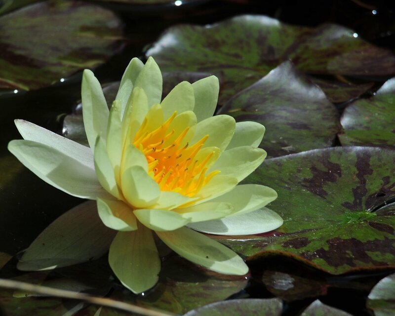 Yellow water lily in pond