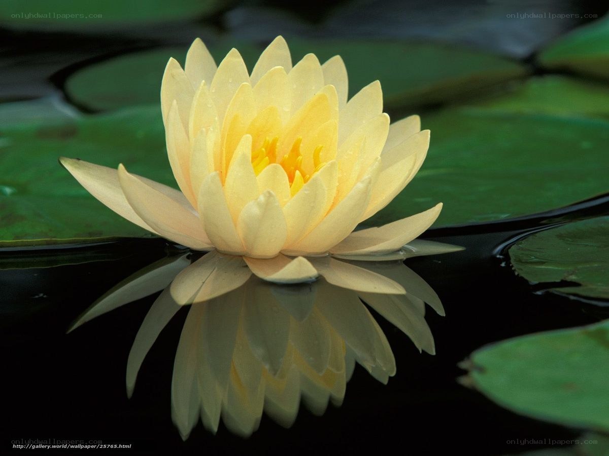 Yellow water lily in pond