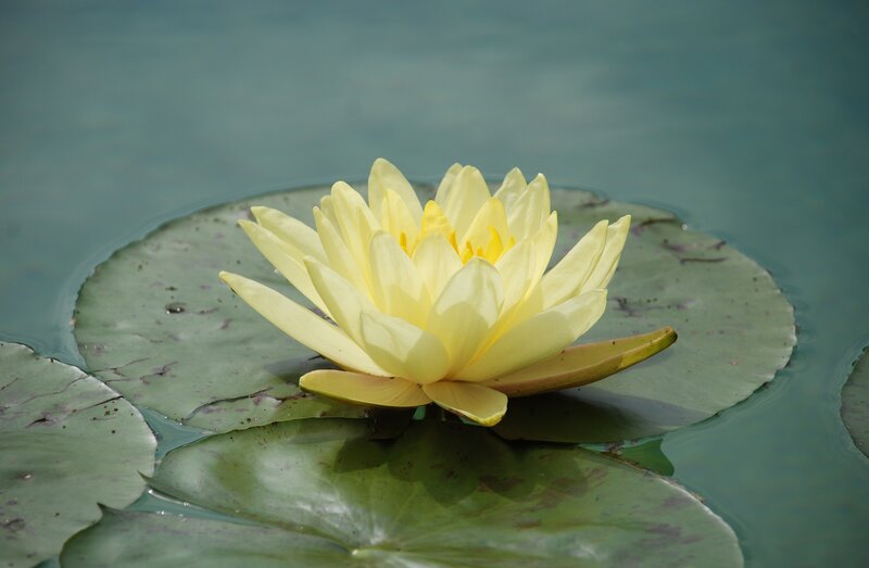 Yellow water lily on a lily pad