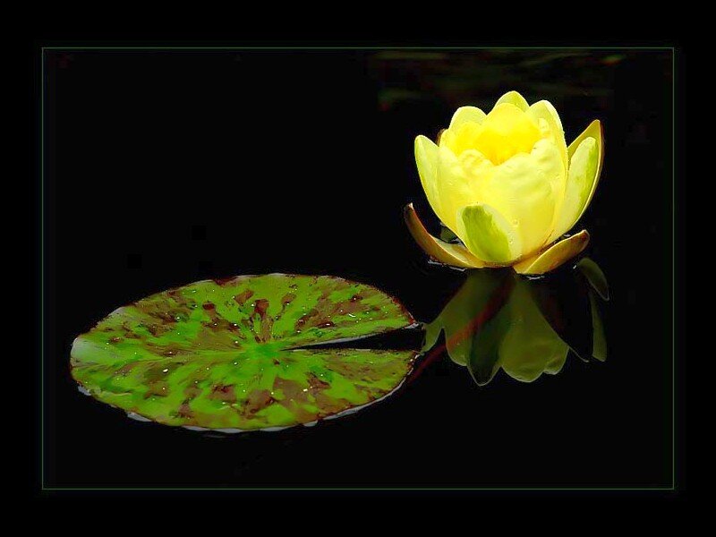 Yellow water lily on dark pond