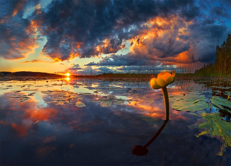Yellow Water Lily — Orange