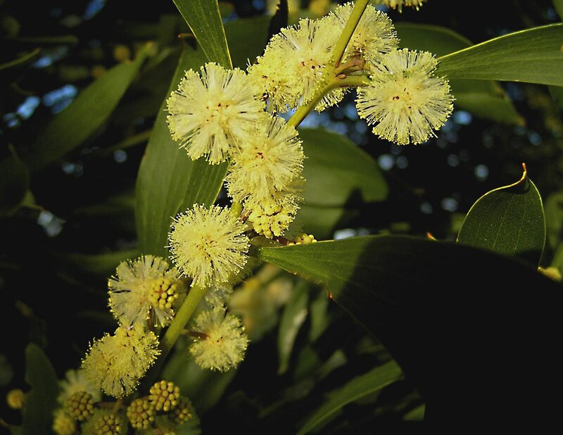 yellow wattle flowers blooming