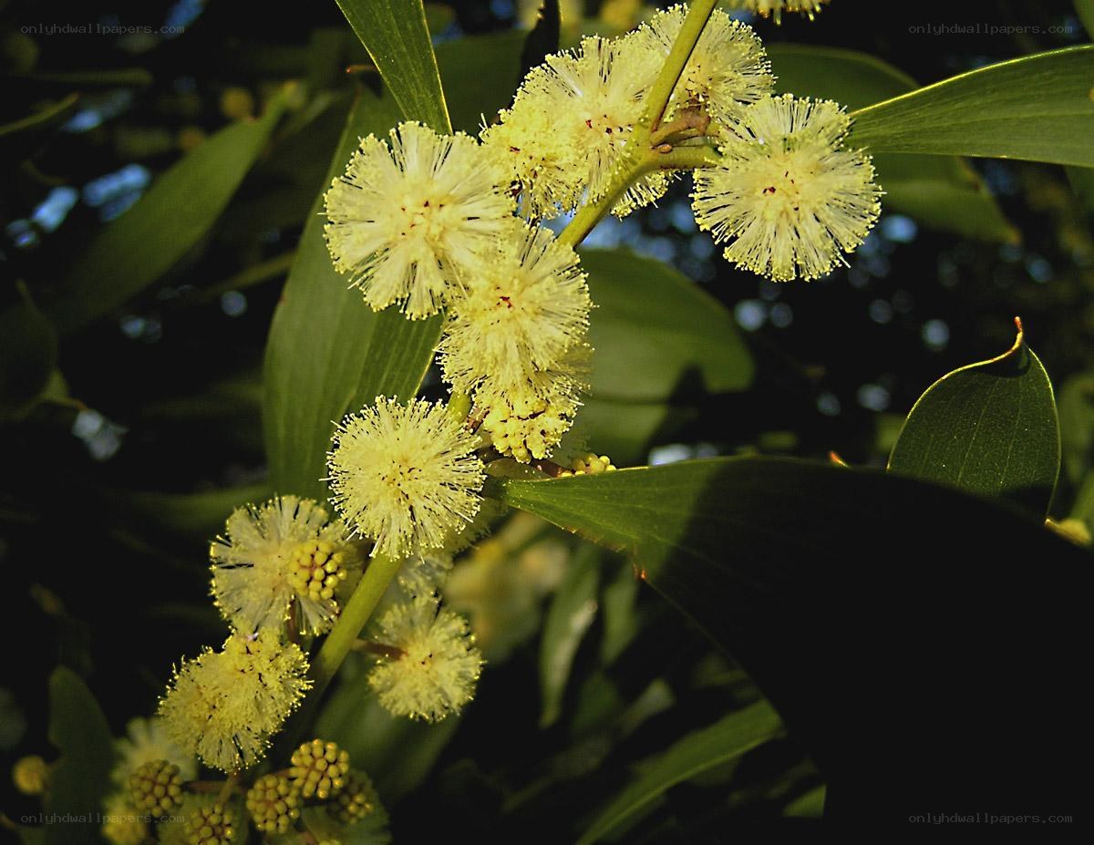 yellow wattle flowers blooming