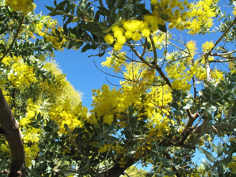 Yellow Wattle Flowers — Bright, Afternoon