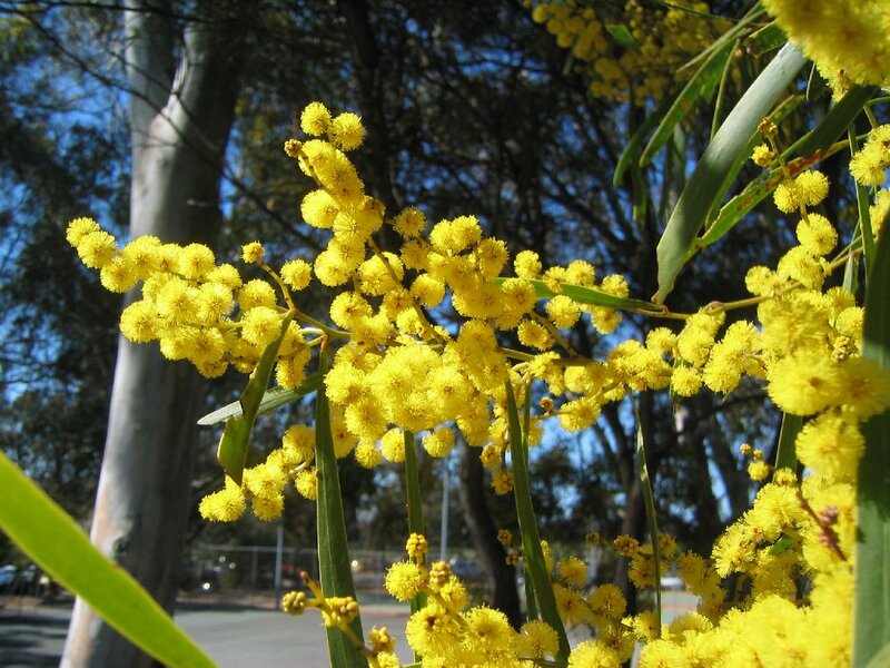Yellow Wattle Flowers — Bright
