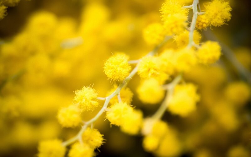 Yellow Wattle Flowers — Calm, Spring