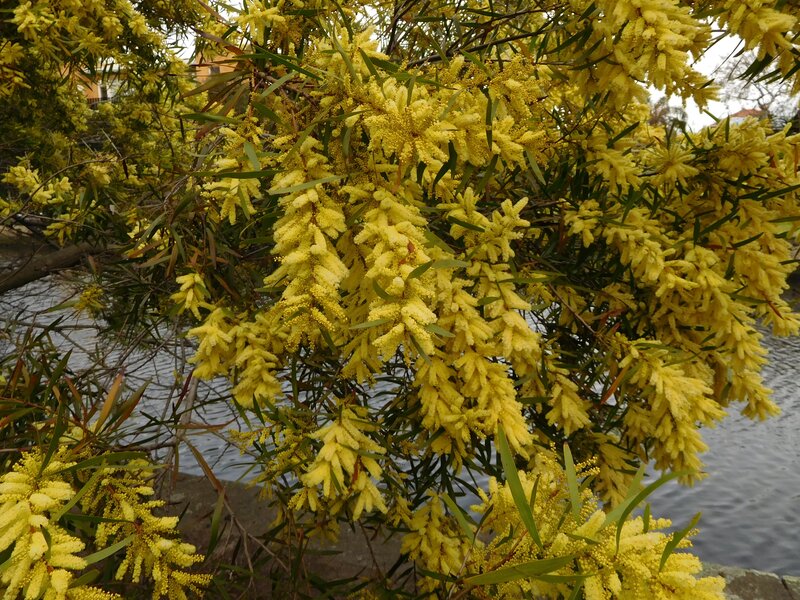 Yellow Wattle Flowers — Calm
