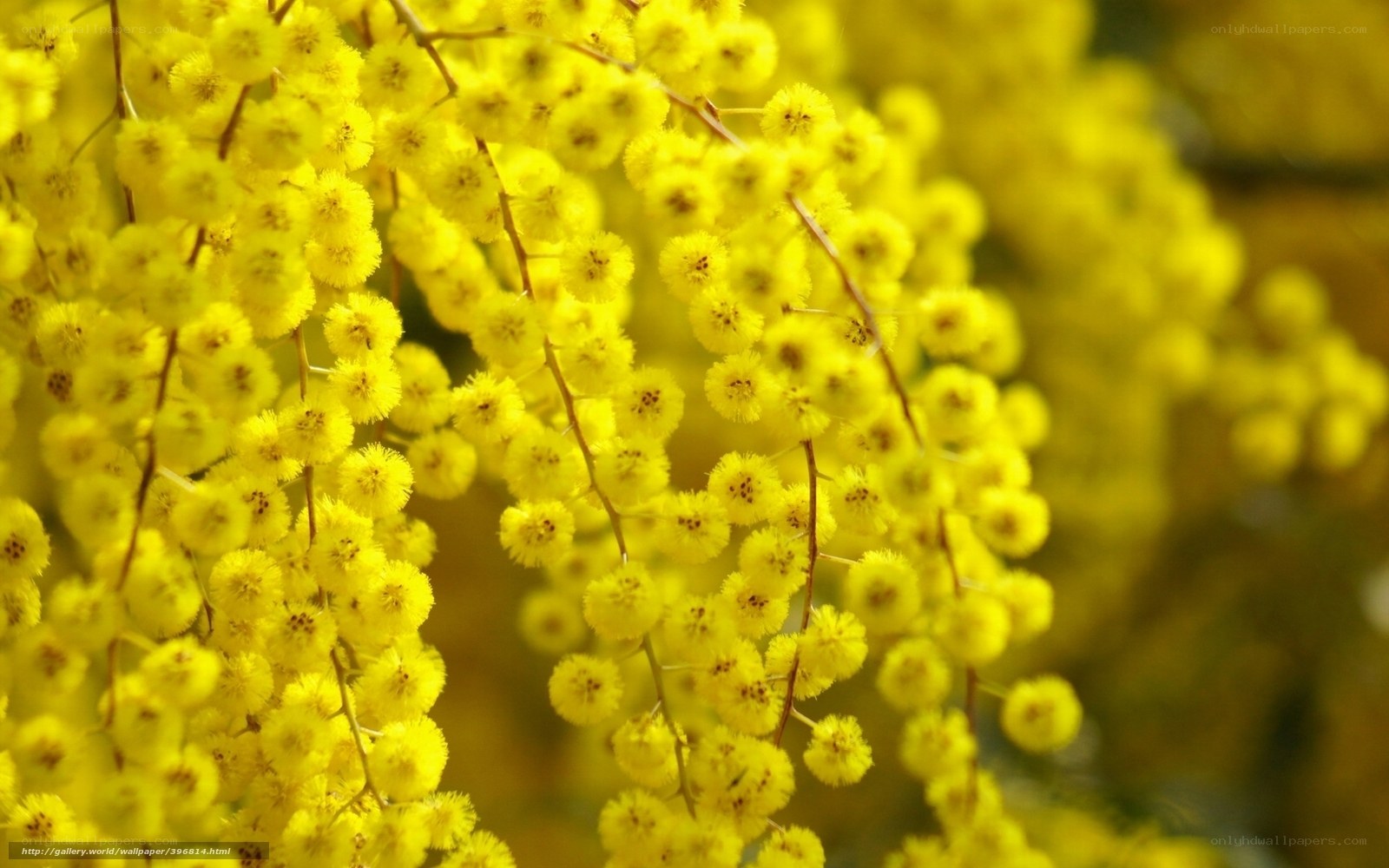 Yellow wattle flowers in bloom