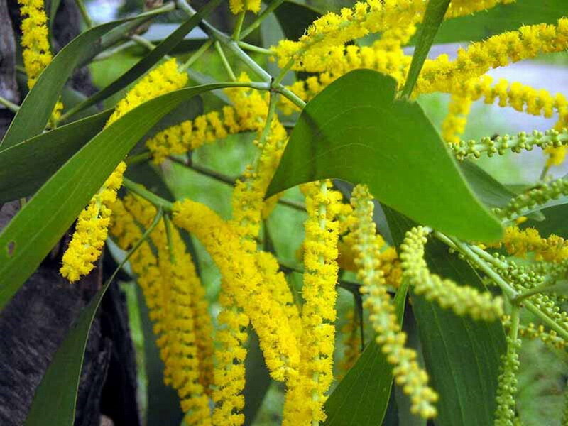 Yellow Wattle Flowers — Natural
