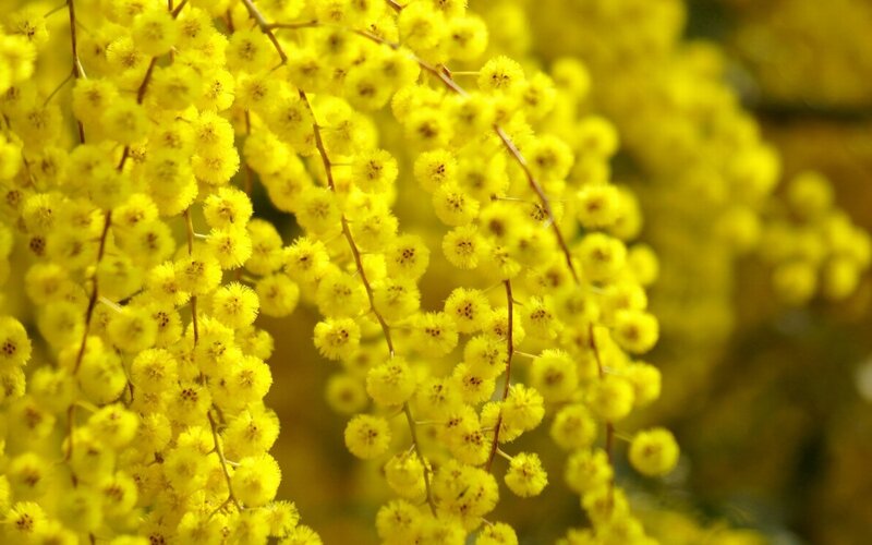 Yellow Wattle Flowers — Serene, Spring