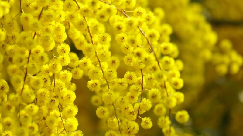 Yellow Wattle Flowers — Serene