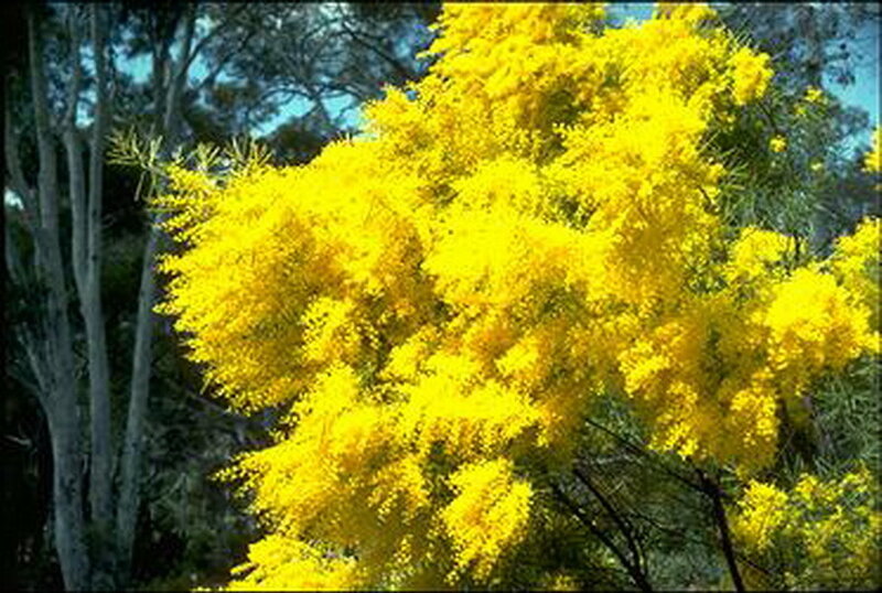 Yellow Wattle Tree
