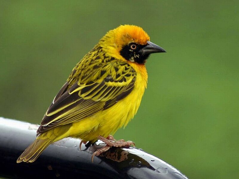 Yellow Weaver Bird — Calm