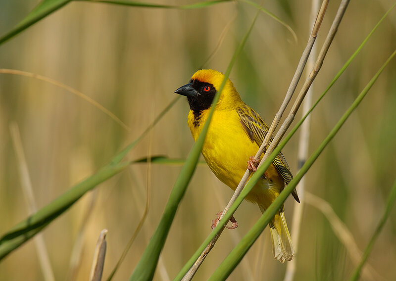 Yellow Weaver Bird